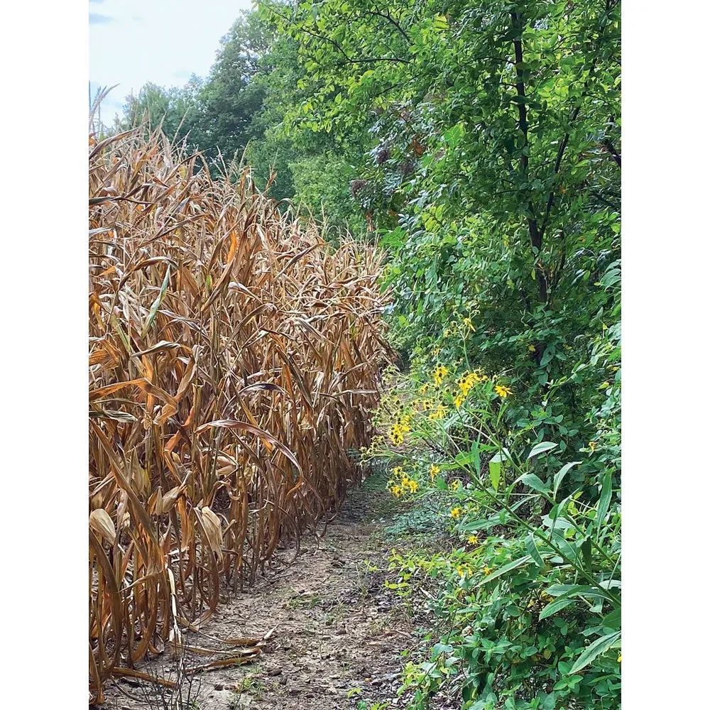 Cornfield Path Printed Backdrop