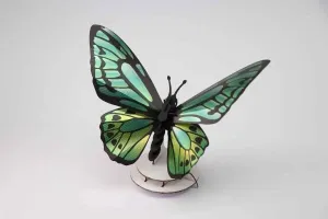 Green Birdwing Butterfly Kit