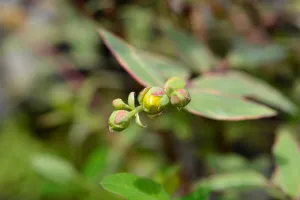 Hypericum x moserianum Tricolor